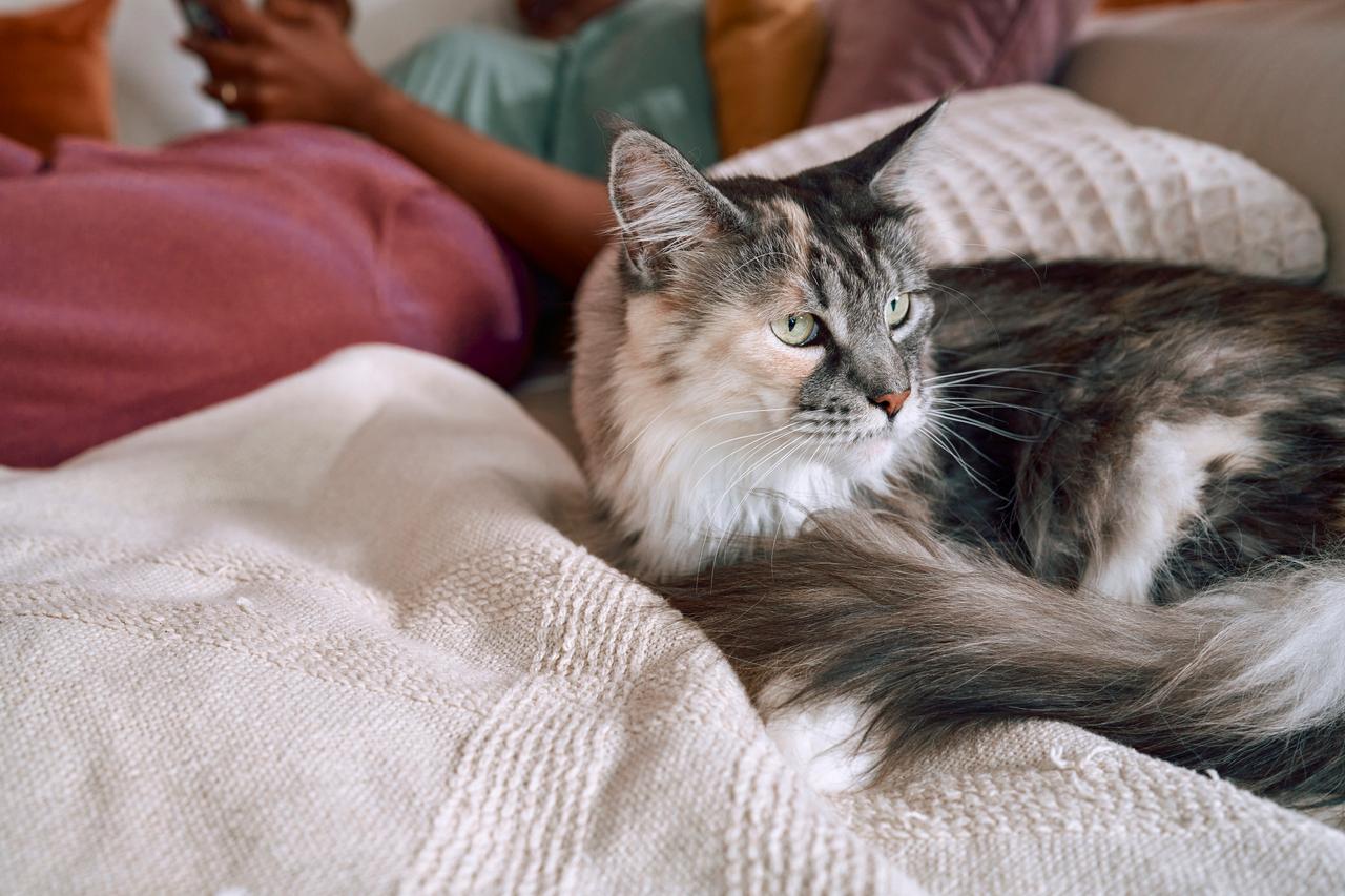 Boehringer grey and white cat